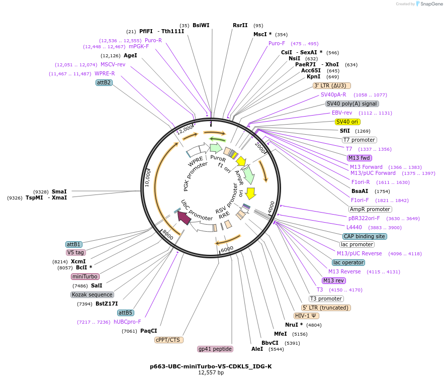 170578-plasmid-map-sequence-id-340993