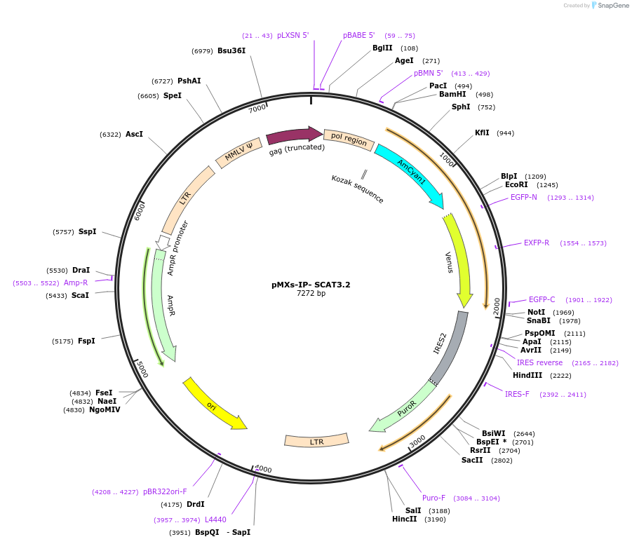 172497-plasmid-map-sequence-id-340999