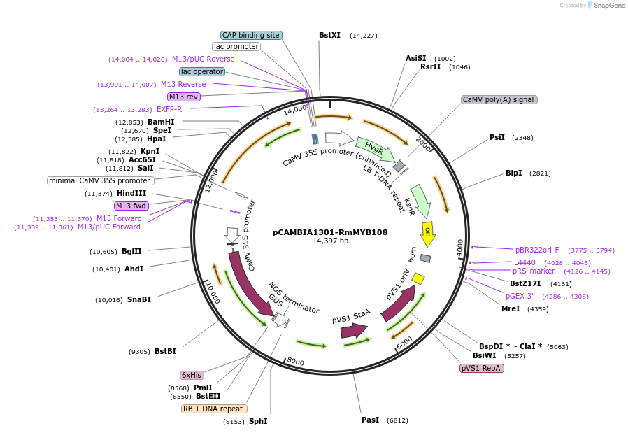 173180-plasmid-map-sequence-id-341000
