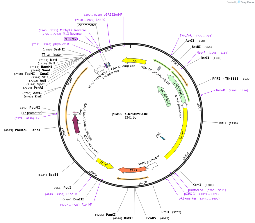 173183-plasmid-map-sequence-id-341001