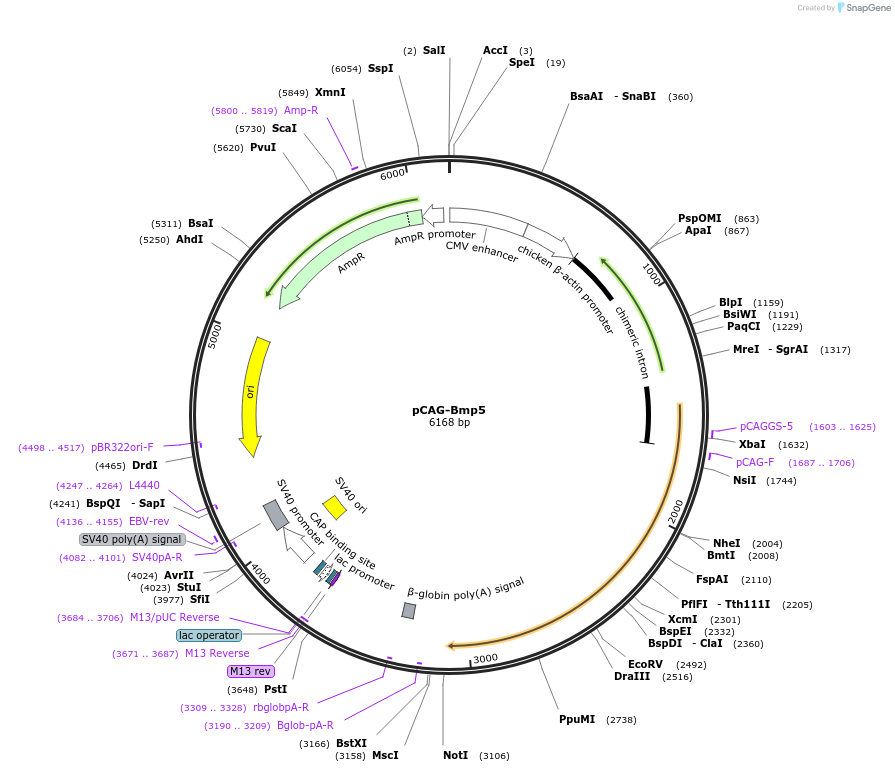 163589-plasmid-map-sequence-id-341006