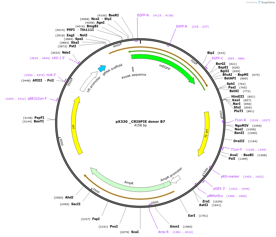 172848-plasmid-map-sequence-id-341024