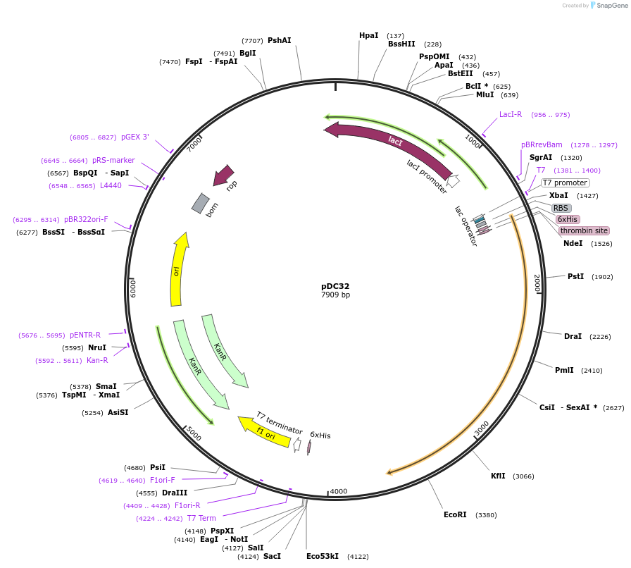 171204-plasmid-map-sequence-id-341027