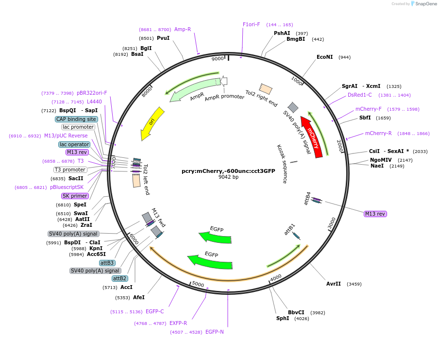 172528-plasmid-map-sequence-id-341032