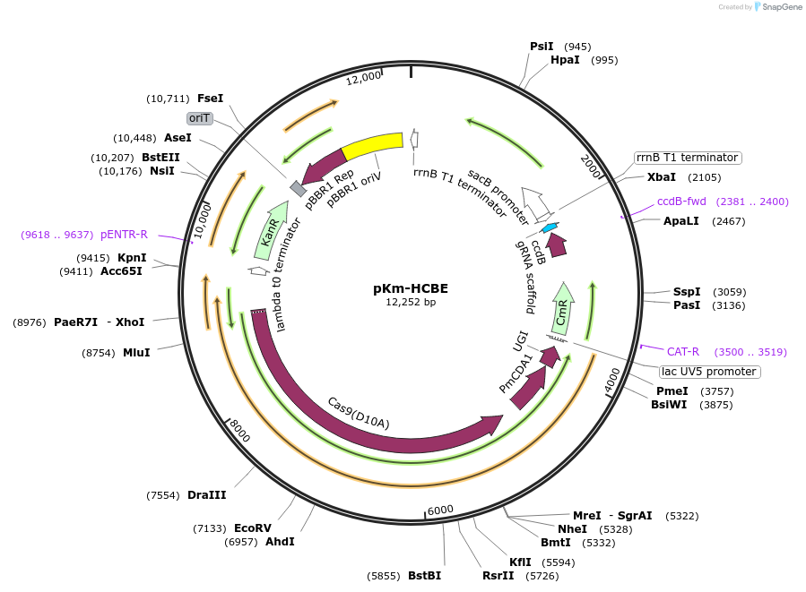 170333-plasmid-map-sequence-id-341069
