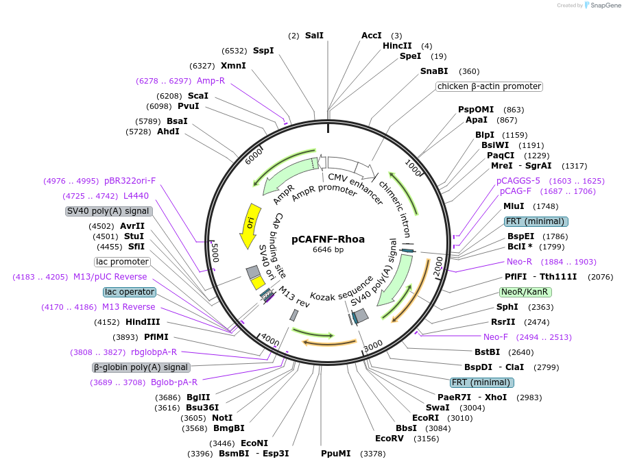 163605-plasmid-map-sequence-id-341076
