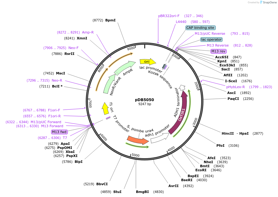 171126-plasmid-map-sequence-id-341097