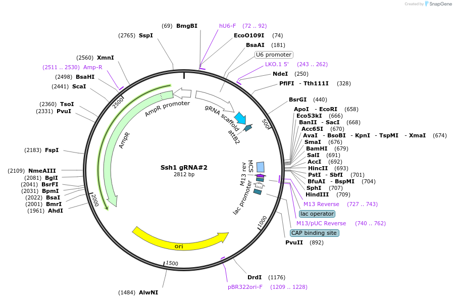 163395-plasmid-map-sequence-id-341103