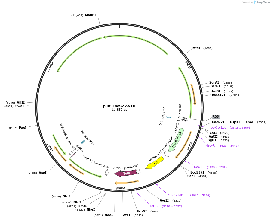 162705-plasmid-map-sequence-id-341116