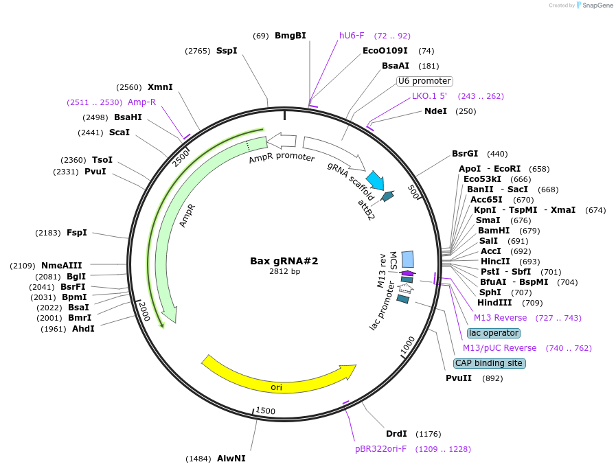 171828-plasmid-map-sequence-id-341123