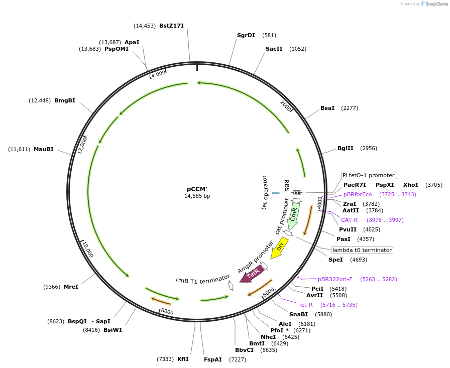 162709-plasmid-map-sequence-id-341131