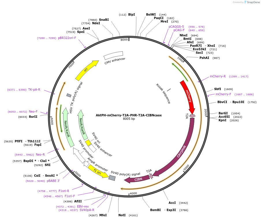 173861-plasmid-map-sequence-id-341140