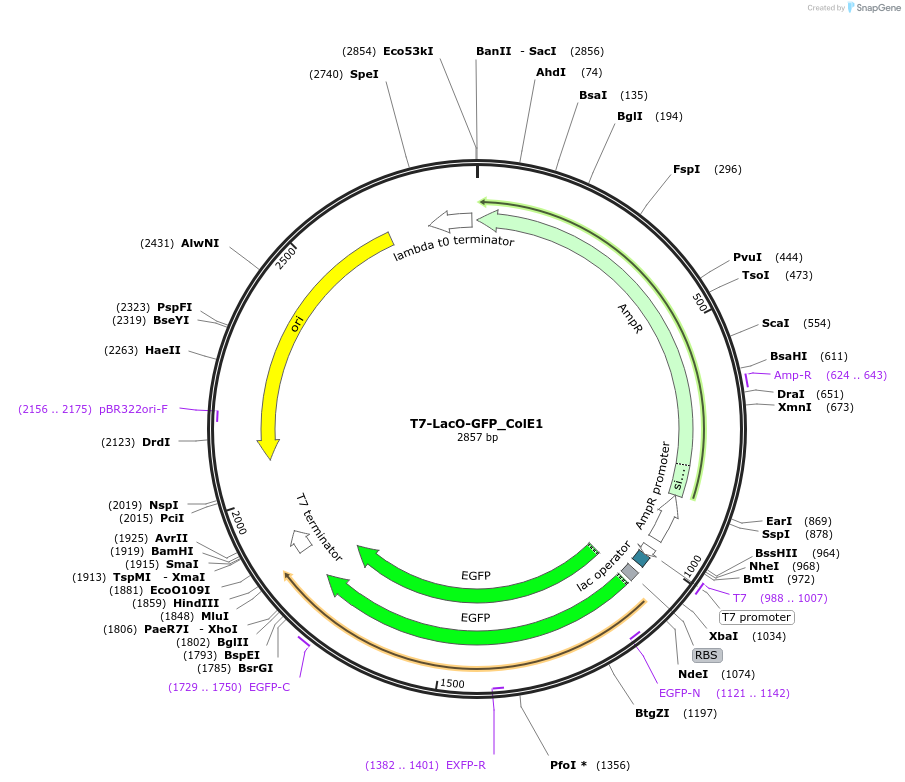 171648-plasmid-map-sequence-id-341143