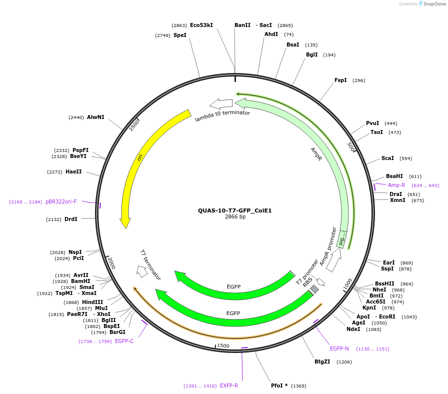 171654-plasmid-map-sequence-id-341146