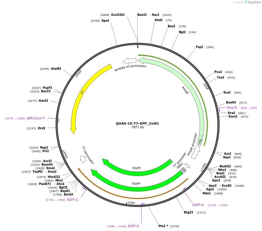 171655-plasmid-map-sequence-id-341147