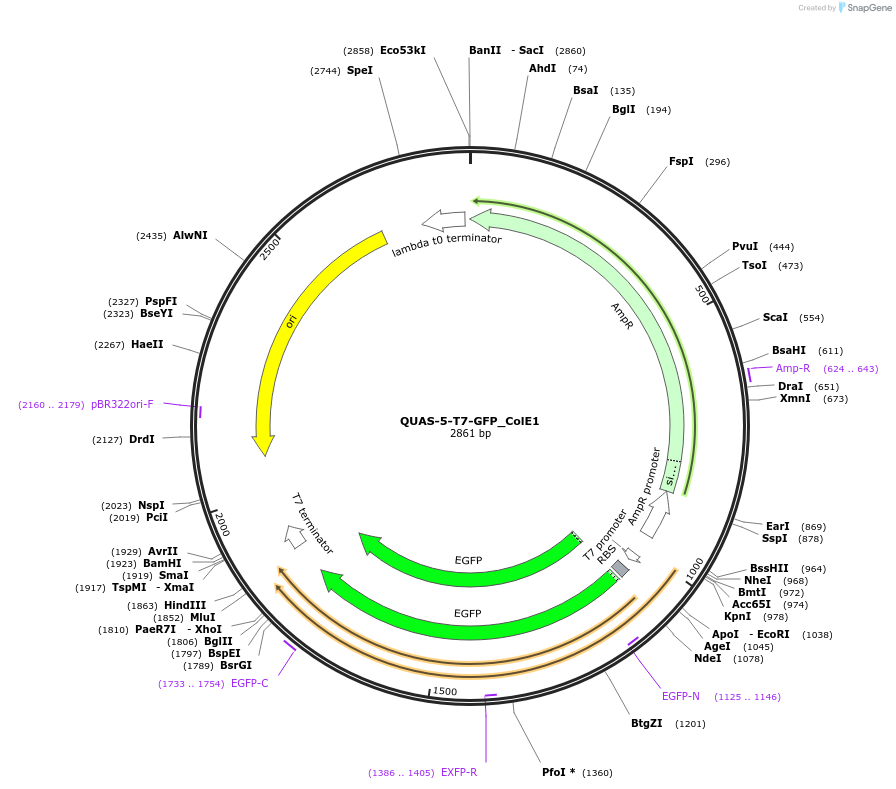 171653-plasmid-map-sequence-id-341148