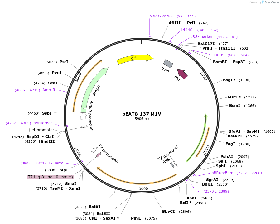 173807-plasmid-map-sequence-id-341159