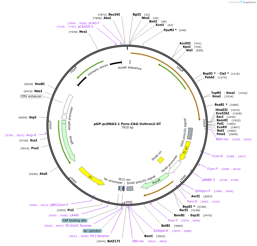 172910-plasmid-map-sequence-id-341196
