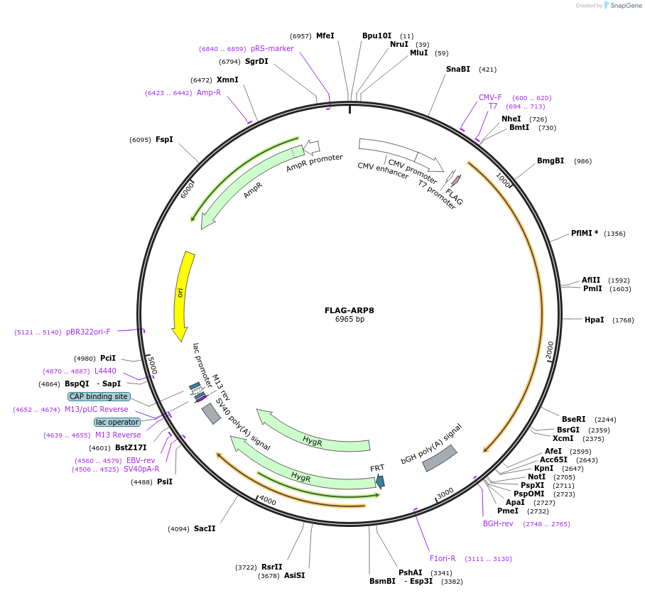 15361-plasmid-map-sequence-id-341209