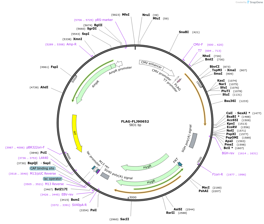 15359-plasmid-map-sequence-id-341210
