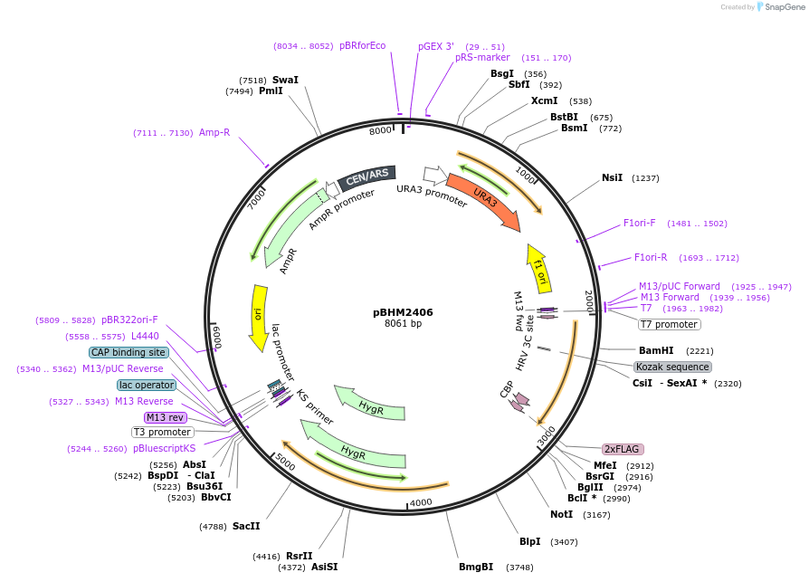 173442-plasmid-map-sequence-id-341224