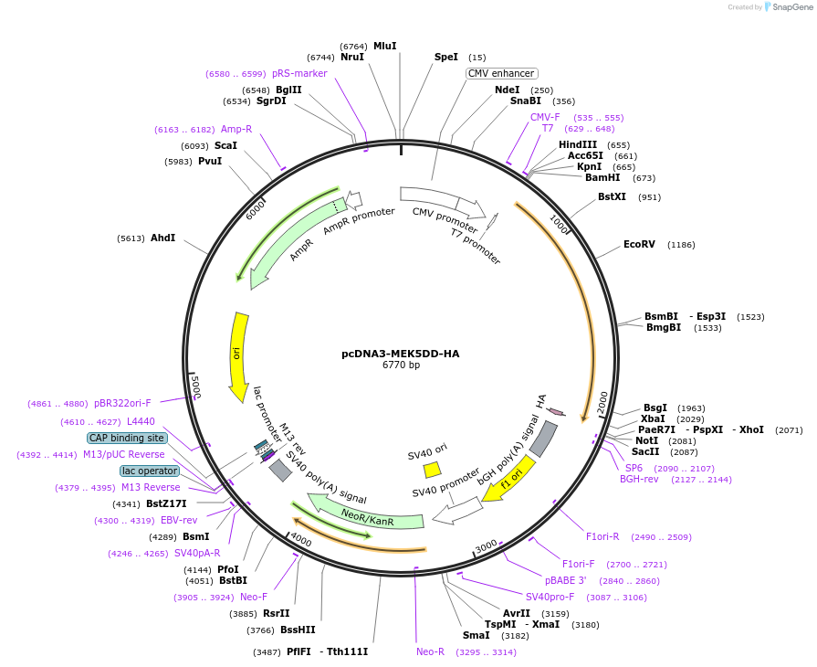 65247-plasmid-map-sequence-id-341225