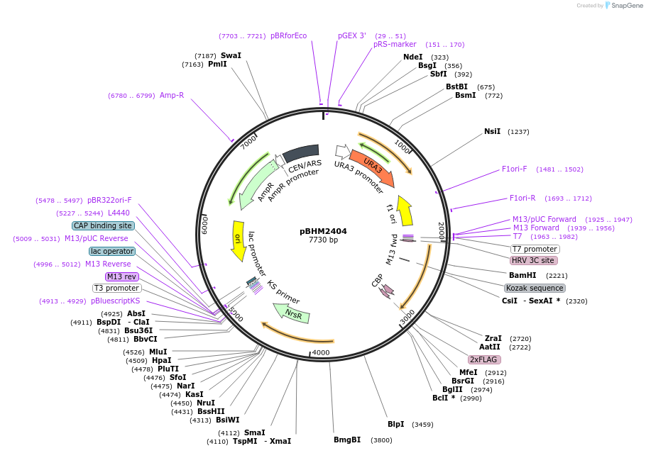 173441-plasmid-map-sequence-id-341226