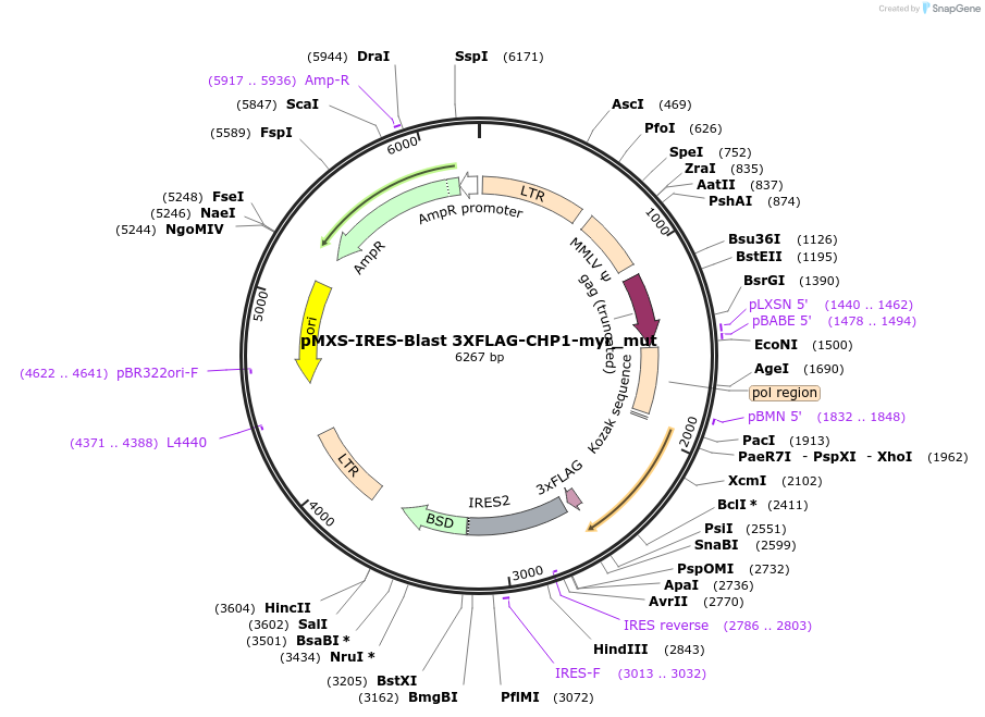 173167-plasmid-map-sequence-id-341376