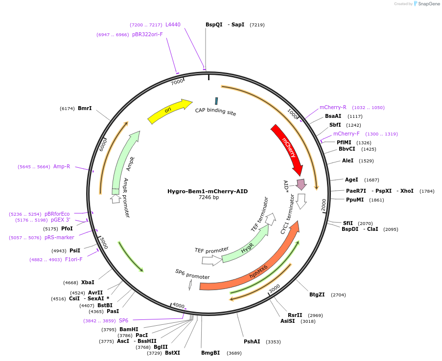 173925-plasmid-map-sequence-id-341445