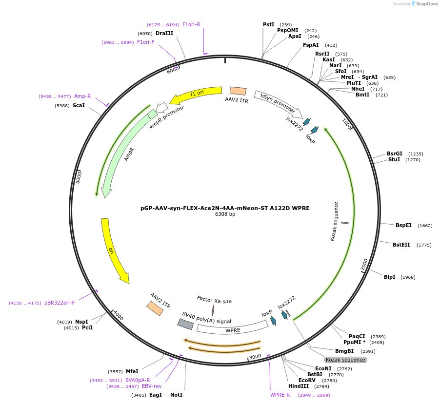 172908-plasmid-map-sequence-id-341477