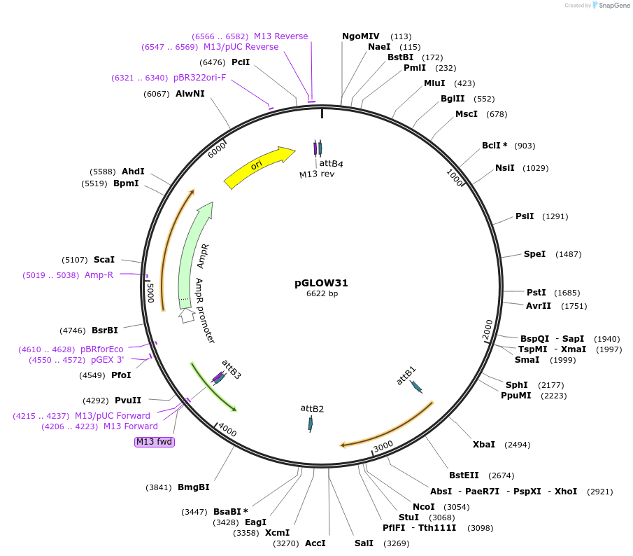 172698-plasmid-map-sequence-id-341481