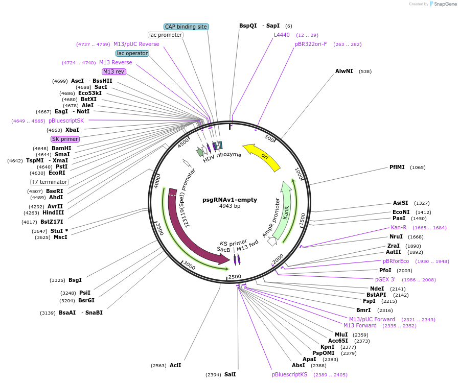 171611-plasmid-map-sequence-id-341488