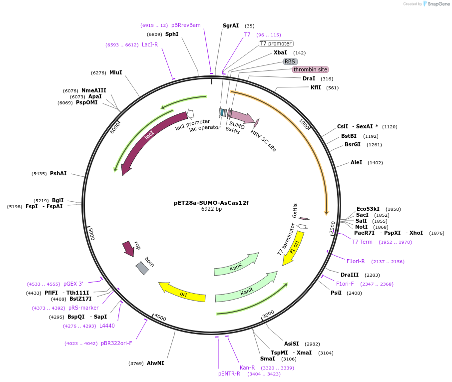 171612-plasmid-map-sequence-id-341489
