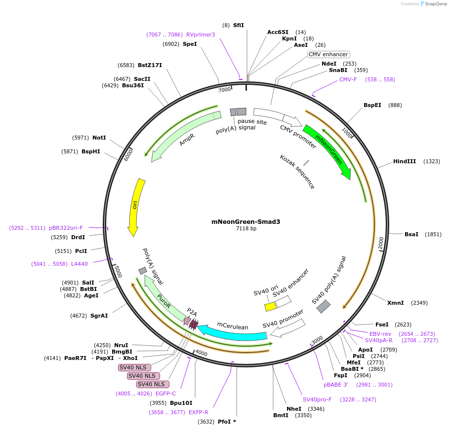 172098-plasmid-map-sequence-id-341509