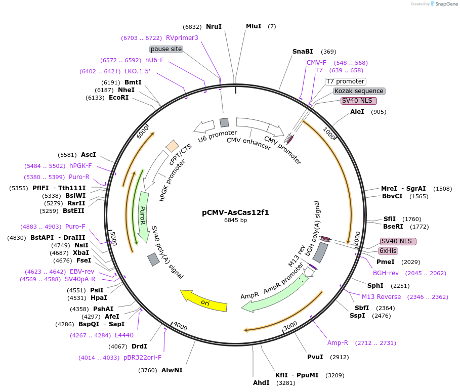 171614-plasmid-map-sequence-id-341510