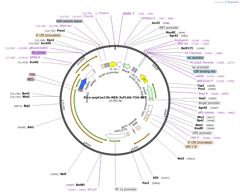 173029-plasmid-map-sequence-id-341537