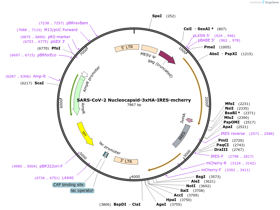 173030-plasmid-map-sequence-id-341538