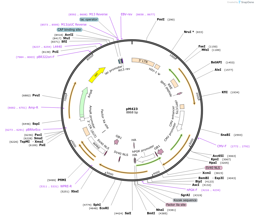 172408-plasmid-map-sequence-id-341550