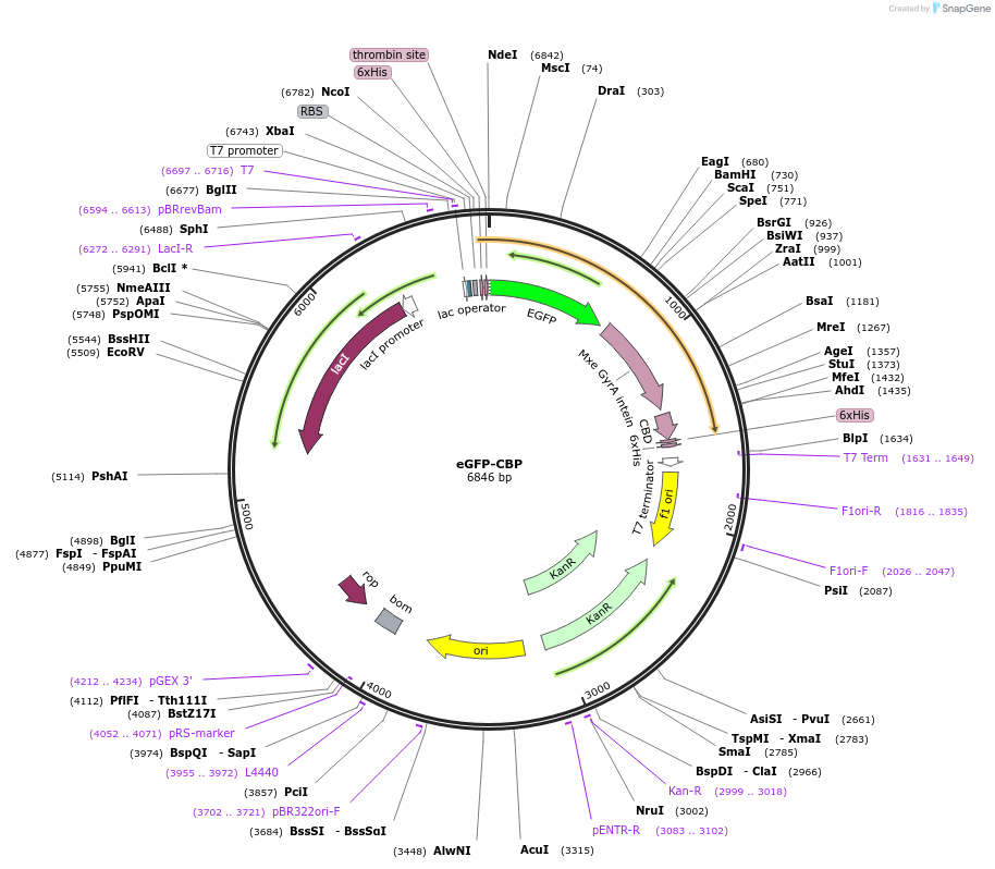 169211-plasmid-map-sequence-id-341563