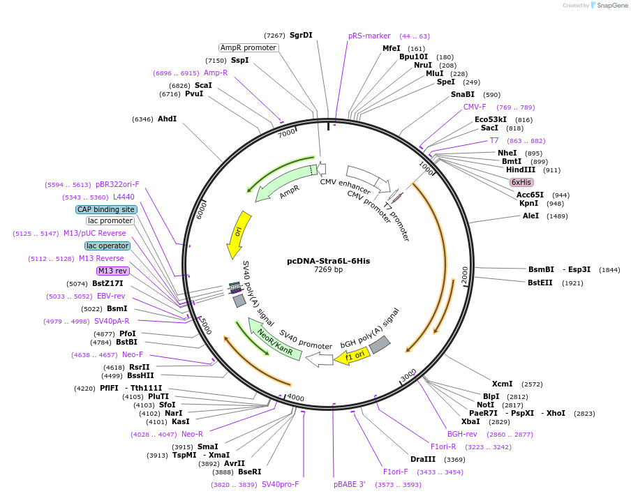174215-plasmid-map-sequence-id-341565