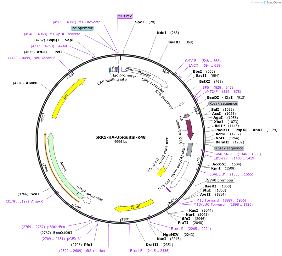 17605-plasmid-map-sequence-id-341567