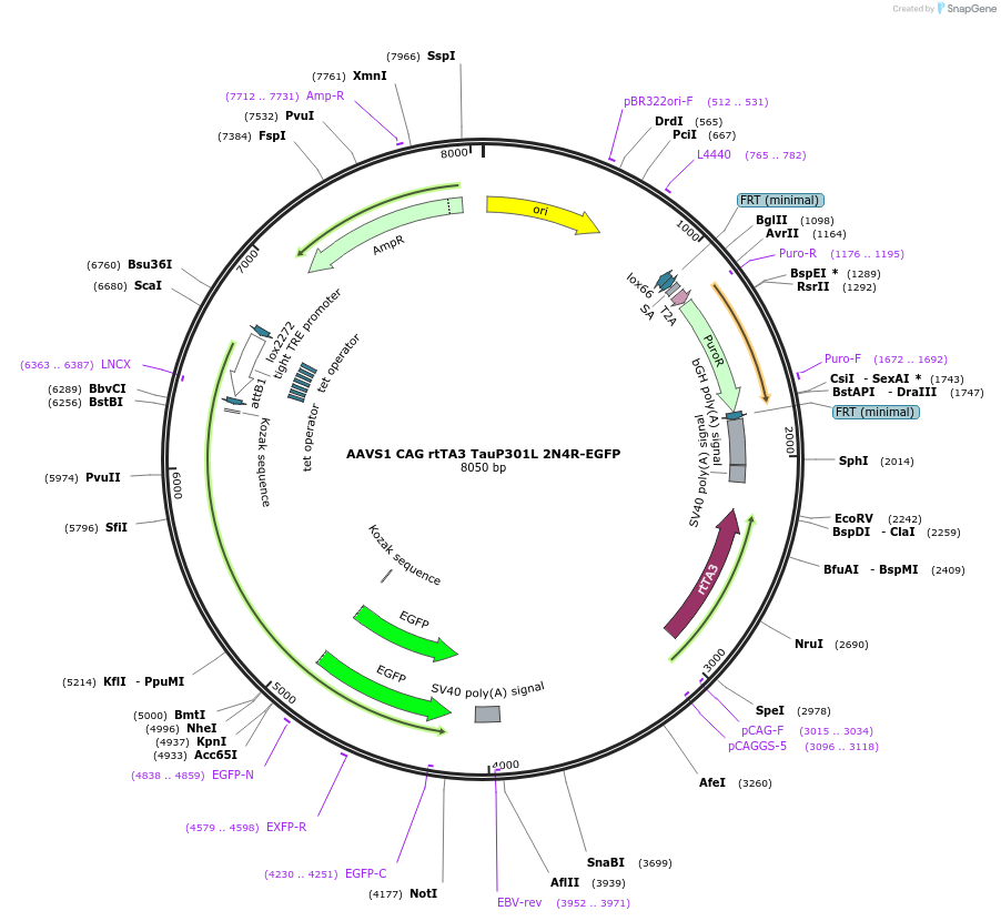 132393-plasmid-map-sequence-id-341619