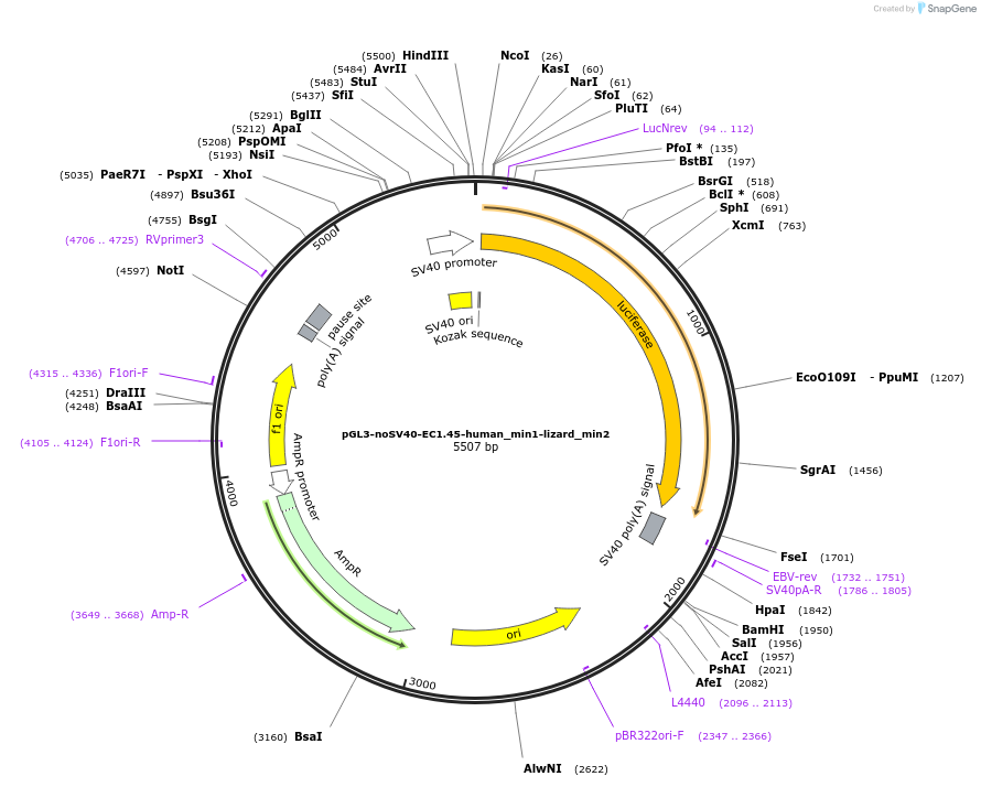 173969-plasmid-map-sequence-id-341621
