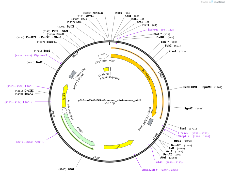 173965-plasmid-map-sequence-id-341622