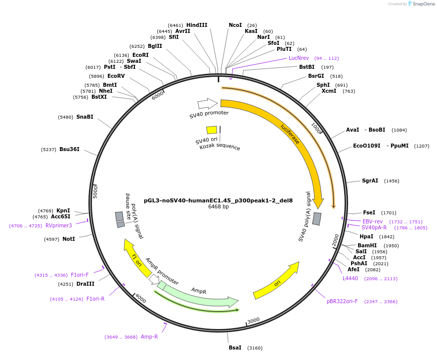 173980-plasmid-map-sequence-id-341623