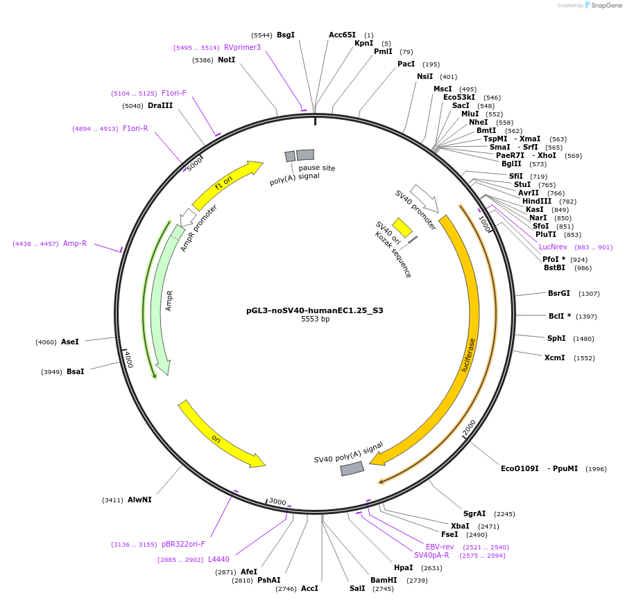 173957-plasmid-map-sequence-id-341625