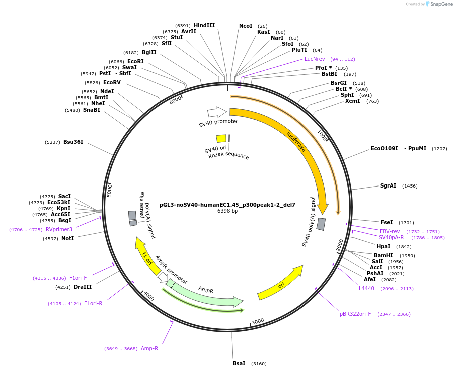 173979-plasmid-map-sequence-id-341627
