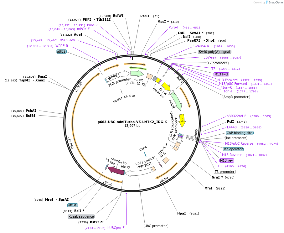 170580-plasmid-map-sequence-id-341636