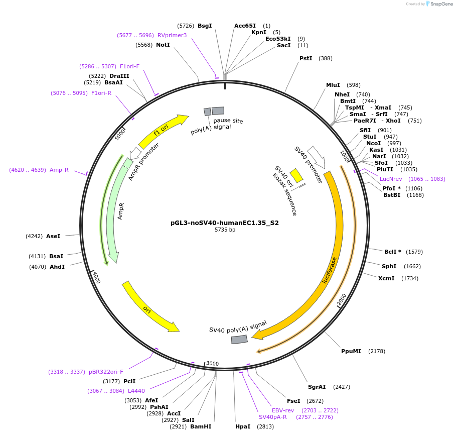 173955-plasmid-map-sequence-id-341637