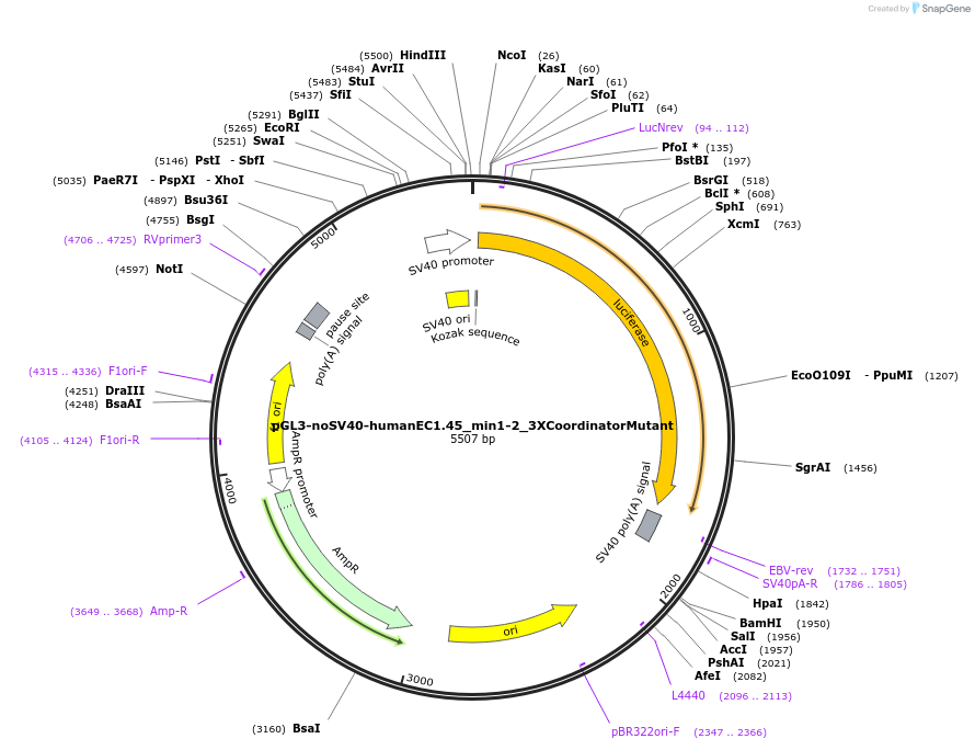 173964-plasmid-map-sequence-id-341641